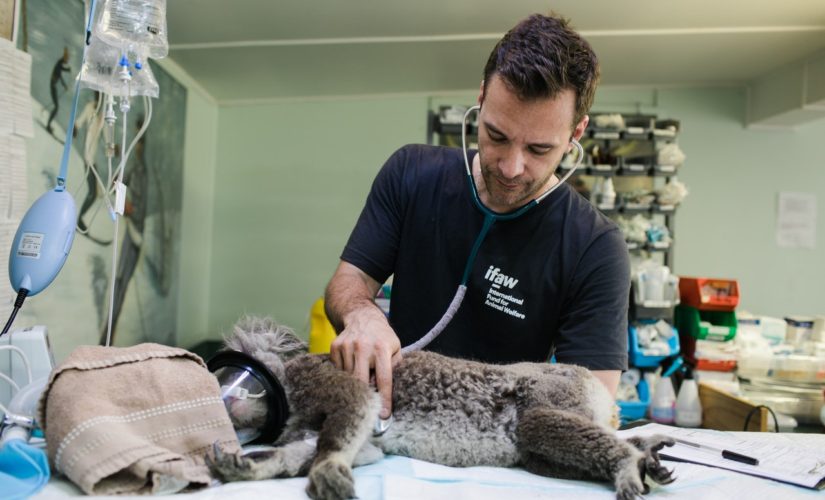 8 principais características de um veterinário de sucesso