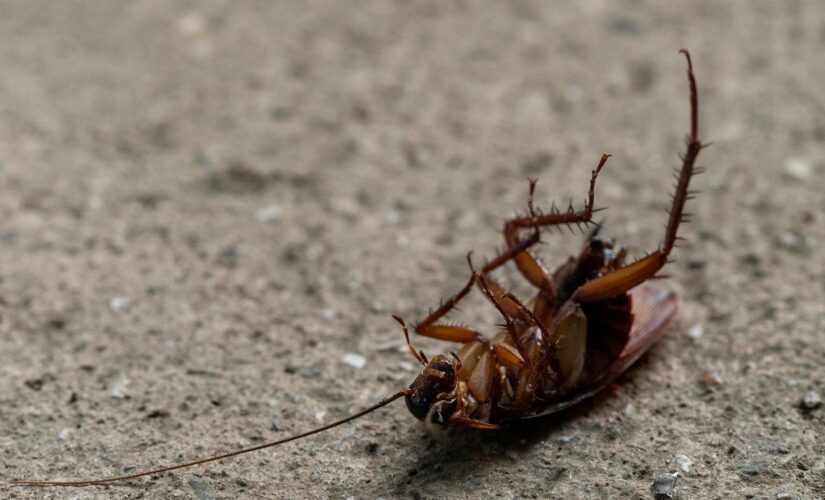 Como Entrar na Carreira de Dedetização: O Guia Completo para Profissionais em Alta Demanda