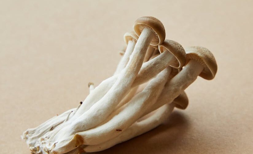 Como Introduzir Cogumelos na Dieta do Seu Pet: Dicas de Bem-Estar e Empreendedorismo