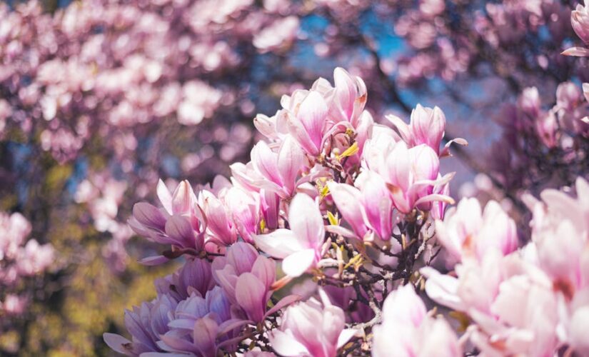 Como o Plantio de Flores e Árvores Potencializa Negócios e Saúde