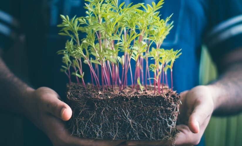 Como Empreender na Jardinagem: Conectando Negócios com Sustentabilidade e Desenvolvimento Pessoal